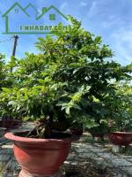 Tết 2024 sắp đến rồi vườn mai hai đạt kính mời quý khách hàng đến vườn thăm quan và ủng - đại lộ 13, phường phú hữu, quận 9, hồ chí minh