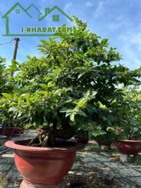 Tết 2024 sắp đến rồi vườn mai hai đạt kính mời quý khách hàng đến vườn thăm quan và ủng - đại lộ 13, phường phú hữu, quận 9, hồ chí minh